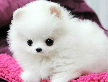 最最q的博美,还有最萌的动漫人物,像我的头像这种