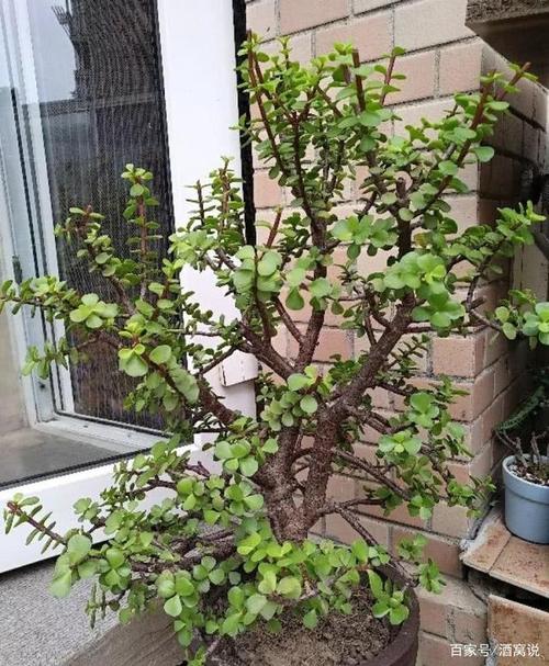 即使它不开花,它的叶子也很漂亮.没有马齿苋的本名,它很高
