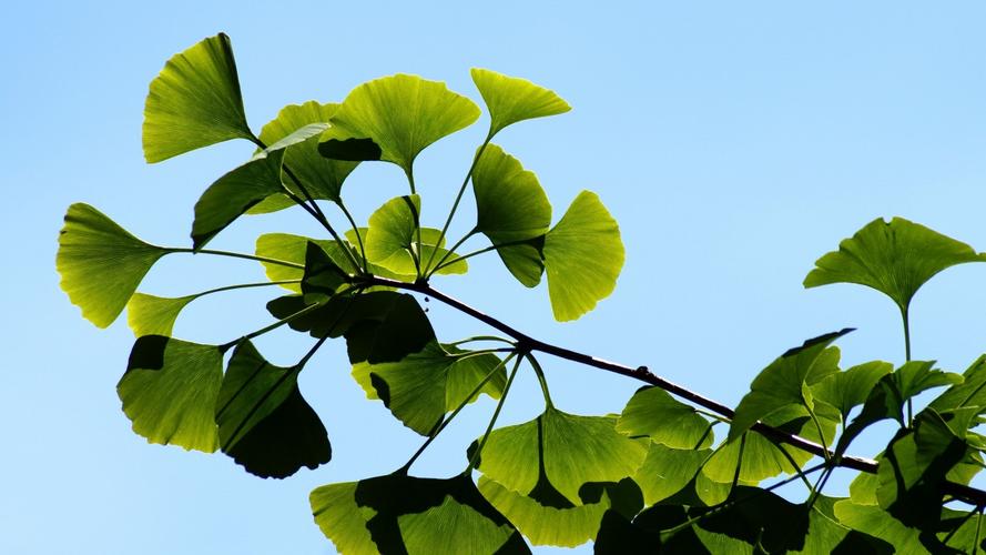 高清银杏树叶图片-花卉壁纸-高清花卉图片-第12图-娟娟壁纸