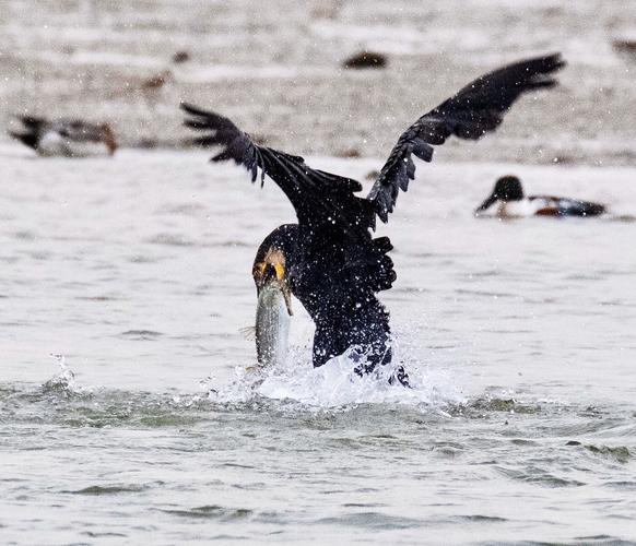 【海湾飞鸟 鸬鹚捕鱼】