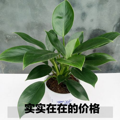 喜欢观叶盆栽植物 室内 四季常青的还喜欢
