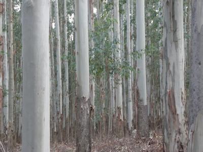 桉树种子种苗多少钱