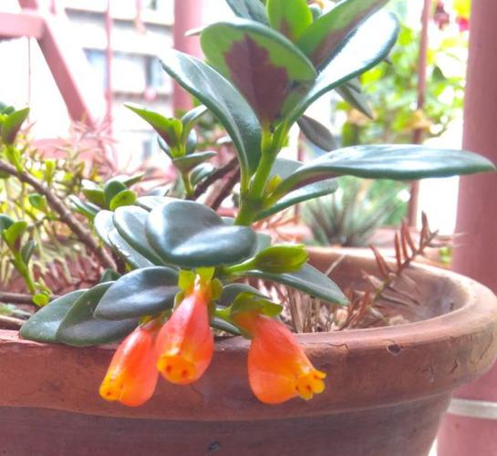 金鱼花怎么养才能开花你是怎样养金鱼花的