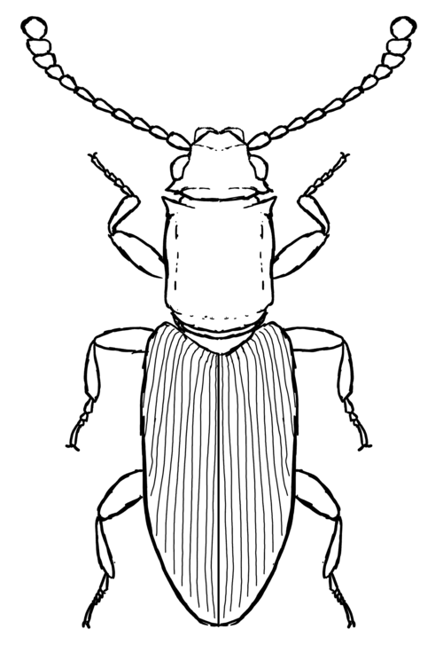 来自二次元的甲虫(扁甲科1)