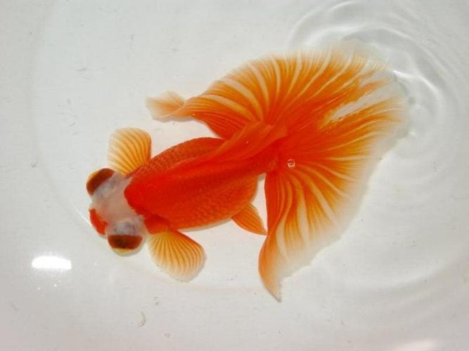 龙睛碟尾小金鱼红白包金全红碟尾金鱼冷水鱼宠物鱼包活包邮活体鱼