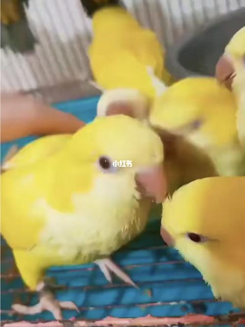 黄和尚鹦鹉你们喜欢么!_鹦鹉_和尚鹦鹉_宠物_宠物其他