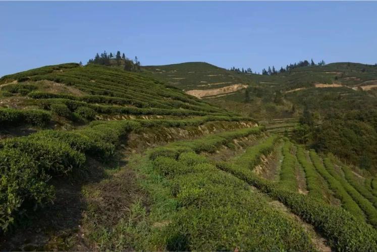 3月31日,江津猫山,好多耍事!