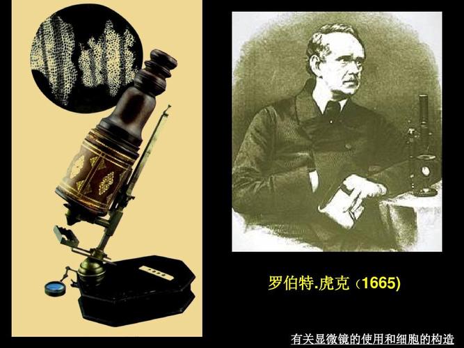 虎克(1665) 有关显微镜的使用和细胞的构造