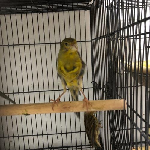 【店铺推荐】鸣唱鸟笼养山东黄扬州黄橘雪里红辣椒红玉鸟活体 绿翻毛