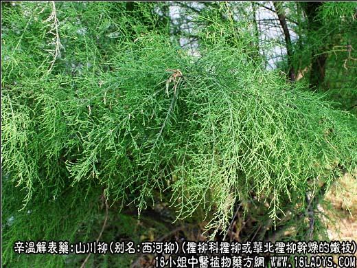 山川柳图片山川柳的功效与作用