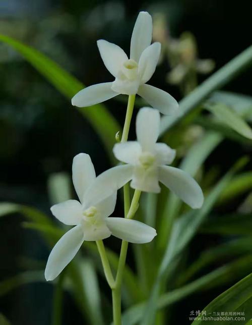 首页 兰花 建兰 > 其它 > 金顶雪            