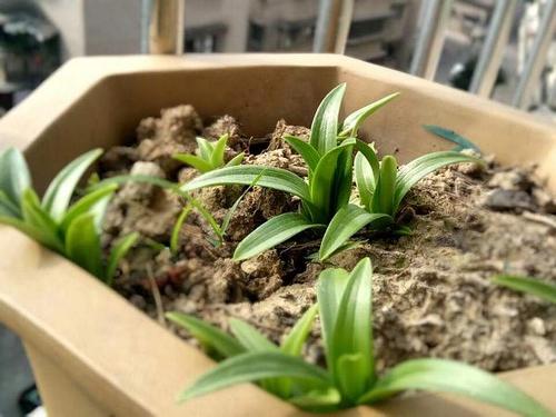 百合又开始发芽了.