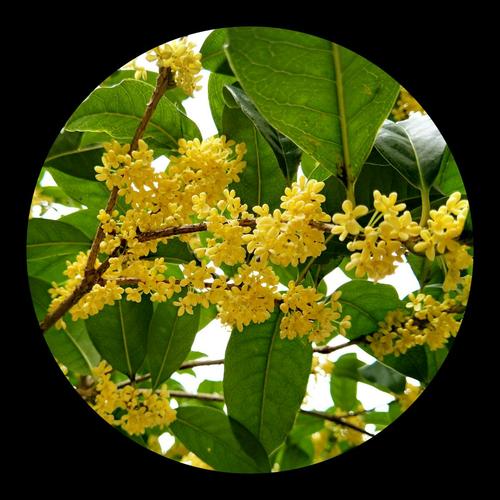 到了秋天,桂花树上的桂花都开了,让老远的人们都能闻到那醉人的香味.