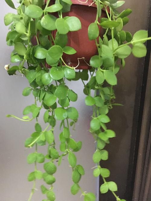 学名为dischidianummularia,属于萝藦科眼树莲属的多年生草本植物