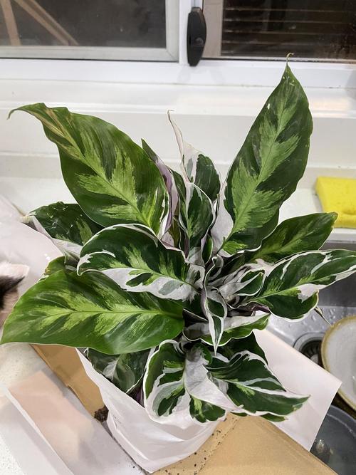 到家三周的白油画竹芋状况稳定