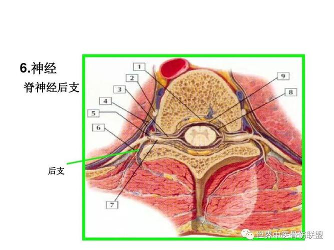腰椎的解剖及腰部的层次解剖