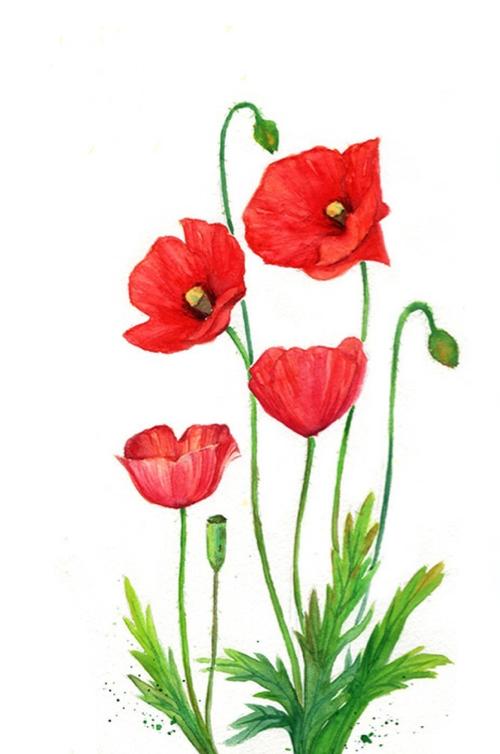 罂粟花 