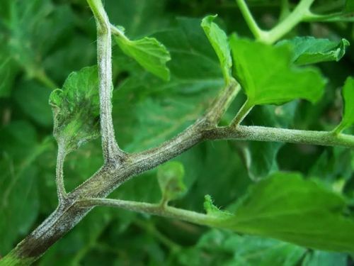 图文识病 | 番茄晚疫病,也叫"黑秆",怎么预防与救治?