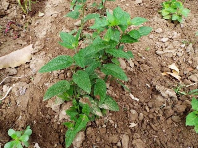 1种野草,人称宝塔菜,农民见到就挖,有人30一斤收购,您