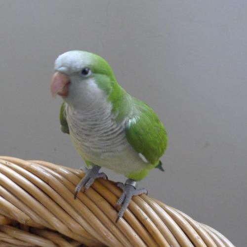  p>和尚鹦鹉指名亚种是和尚鹦鹉的亚种之一.