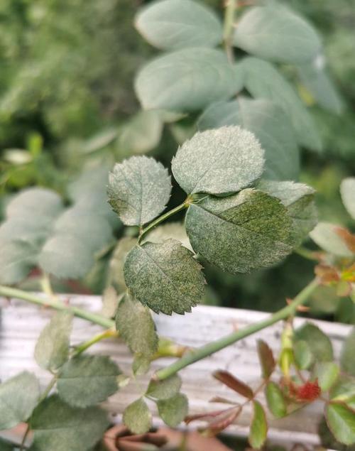 红蜘蛛祸害过的月季叶子,很有特点.