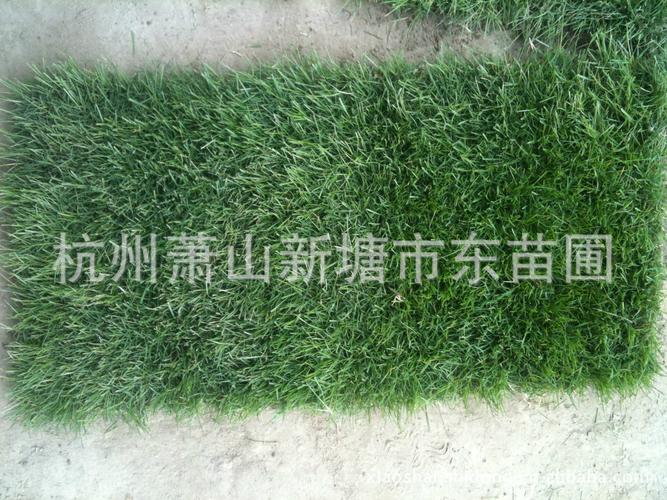 果岭草草坪/黑麦草籽混播草坪/四季常青绿化草坪图片_5