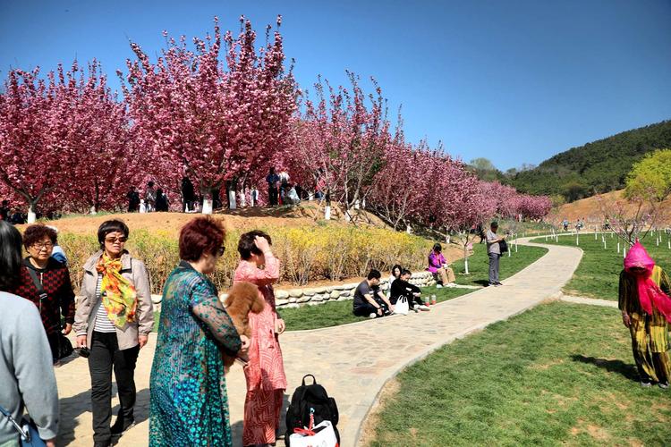 2019旅顺203樱花园