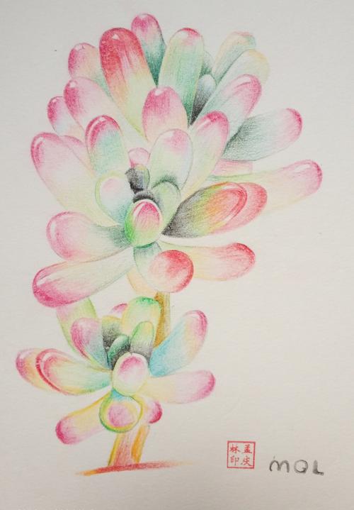 原创多肉手绘插画作品