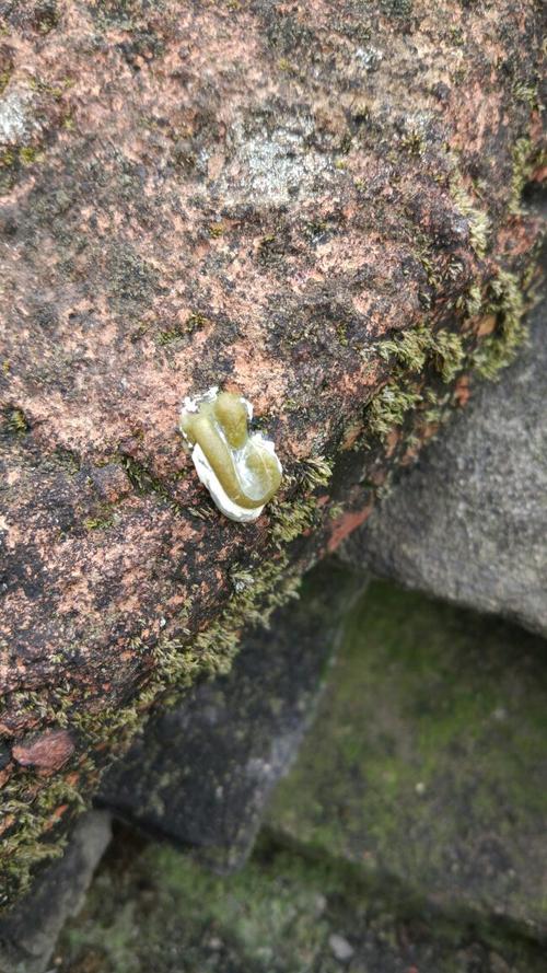 请问鸽子的粪便这样子正常吗?这样子的粪便就是绿便吗