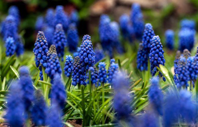 是多年生草本植物蓝风信子是所有风信子的始祖,因此它的花语是-生命