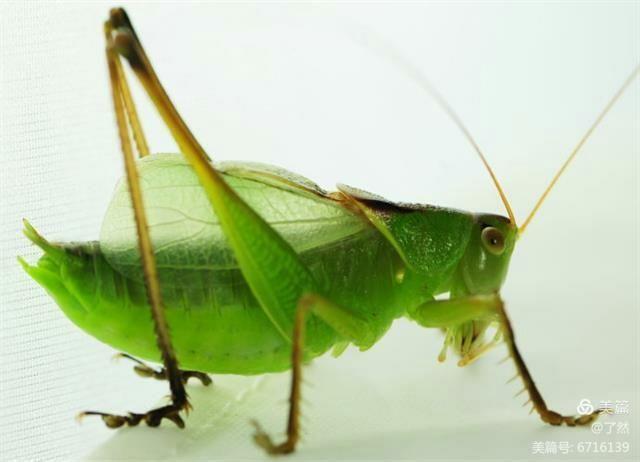 【鸣虫之王·蝈蝈儿】杂坛-文章-小虾米