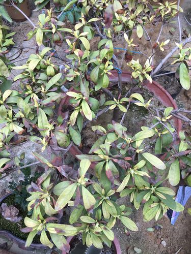 杜鹃叶干枯怎么回事