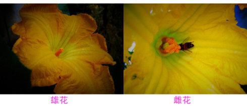 南瓜花雄花和雌花的照片,区别