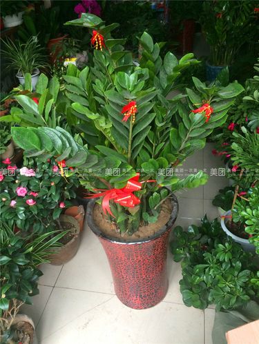 【包头一花一世界团购】一花一世界钱串子团购|价格