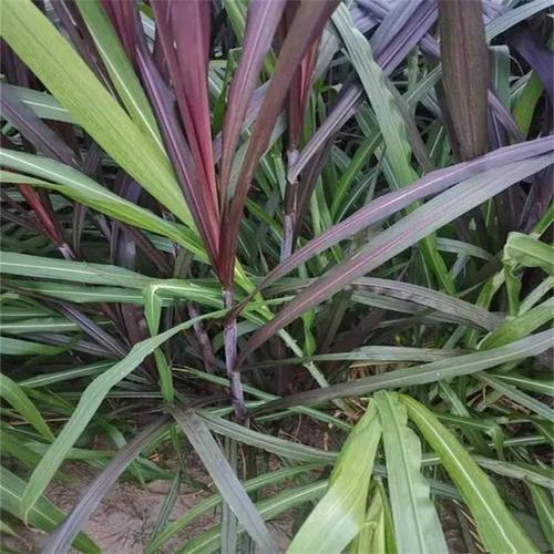 紫叶象草庭院小区观赏植物园林绿化苗