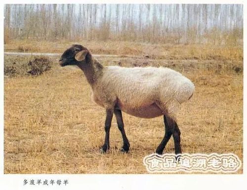 中国新疆地理标志产品之21:麦盖提多浪羊