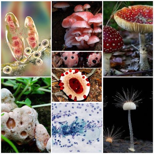 真菌物种的分子鉴定 写美篇真菌是一种形态多变,在自然界中扮演分解者