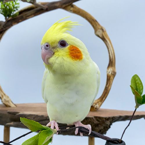 鹦鹉活鸟宠物活物玄凤珍珠虎皮家养中小型鸟类鸟