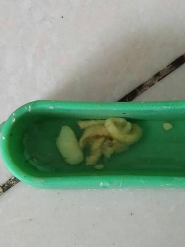 虎皮鹦鹉的粪便怎么变成了这样?