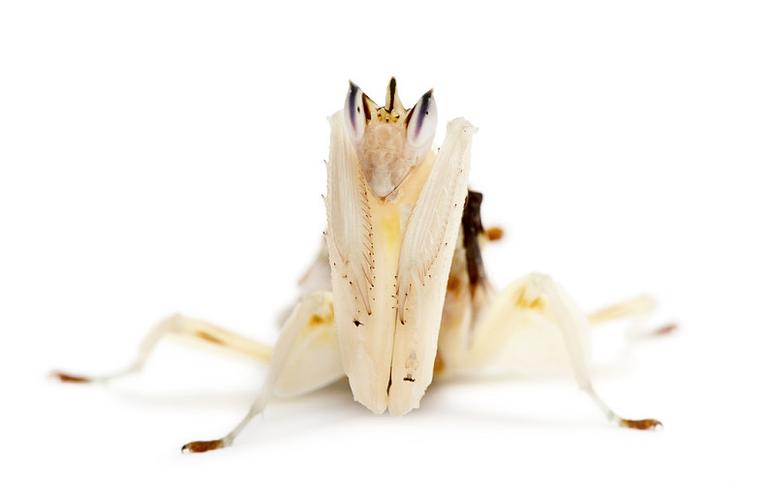 雄性_雌性_马来西亚人_兰花_螳螂_枝头_正面_白色背景_图片大全—全景