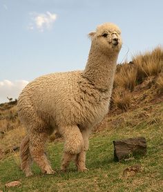 hsheepampalpaca羊咩咩amp草泥马