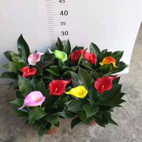 广东广州南沙区 绿公主盆栽配彩色马蹄莲玫瑰天堂鸟仿真花