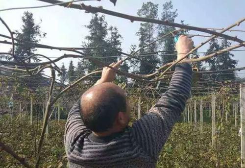 猕猴桃 【六步冬剪法】,简单易上手!