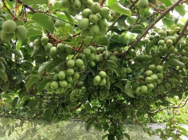 少抽两包烟,在院子里种几棵爬藤果树,果味甜蜜,一年两