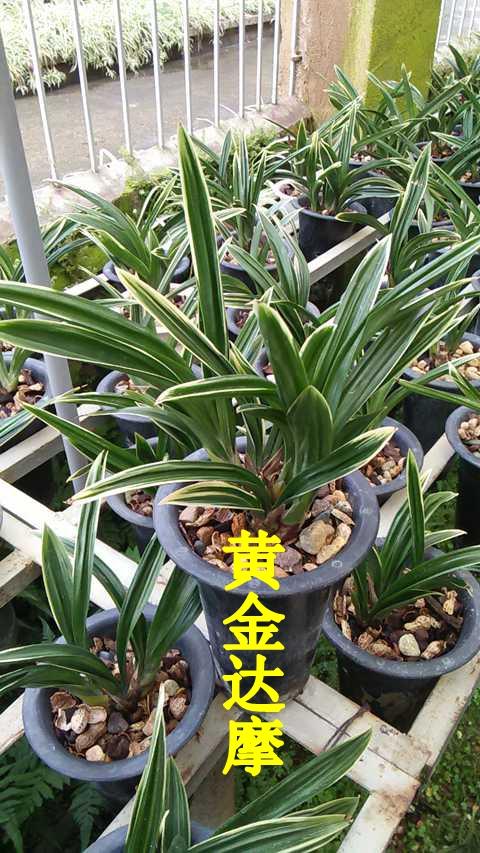 兰花 矮种墨兰 黄金达摩 墨兰兰花苗家居办公桌绿植盆栽