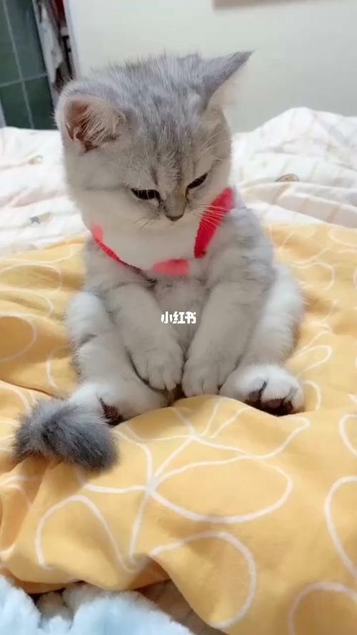 一直瞌睡一直犯困08睡蒙了_猫咪_宠物_连卡佛怎么样_我家宠物真可爱