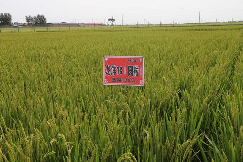 种子有限公司品种介绍 写美篇龙洋18(圆粒): 品种来源:由民乐水稻研究