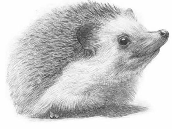 刺猬素描画教程刺猬素描画简单好看易画快收藏吧