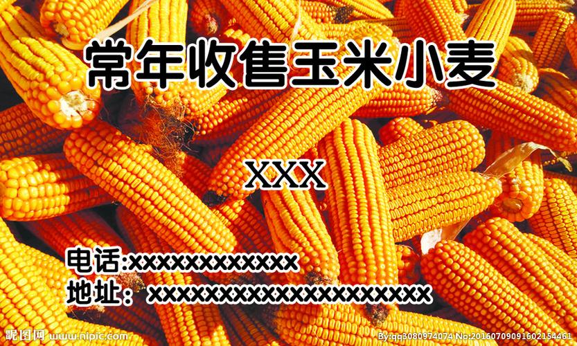 玉米 名片图片