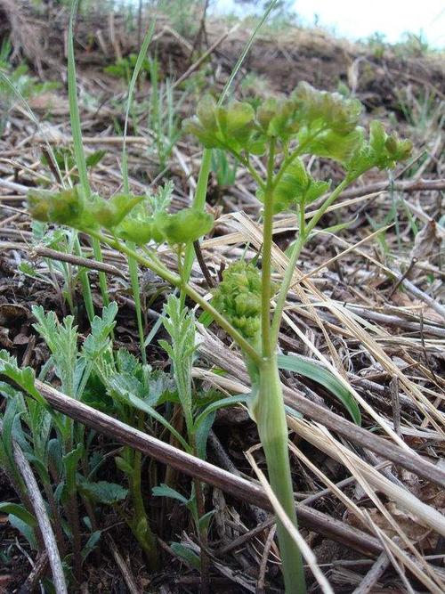 其它 山野菜 写美篇 刺果棒纯天然绿色食品,具有祛风湿和强筋的功效